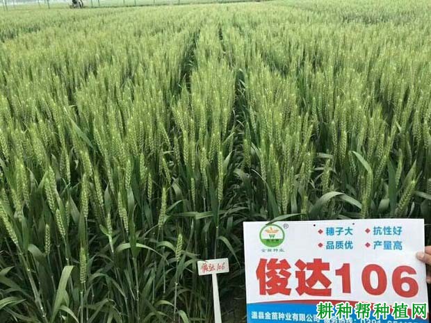俊达106小麦品种好不好? 俊达106小麦品种好不好?