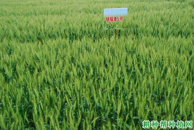 扬辐麦5号春性小麦品种好不好? 扬辐麦5号春性小麦品种好不好?