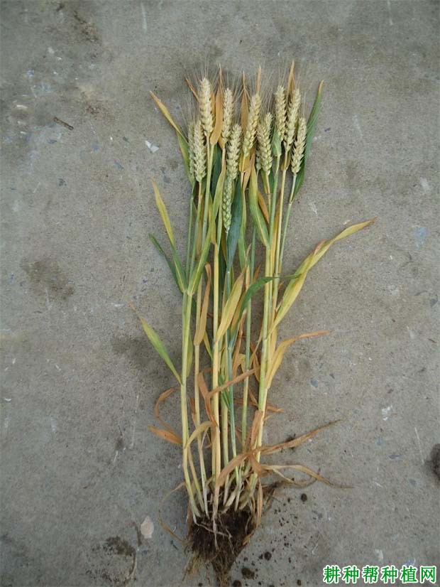 漯麦6010弱春性小麦品种好不好? 漯麦6010弱春性小麦品种好不好?