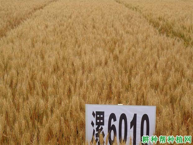 漯麦6010弱春性小麦品种好不好? 漯麦6010弱春性小麦品种好不好?