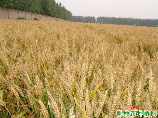 漯麦6010弱春性小麦品种好不好? 漯麦6010弱春性小麦品种好不好?