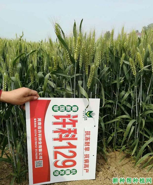 许科129小麦品种好不好? 许科129小麦品种好不好?