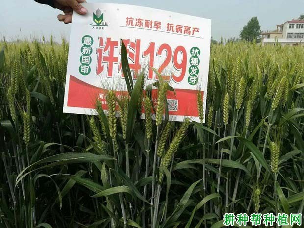 许科129小麦品种好不好? 许科129小麦品种好不好?