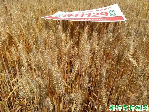 许科129小麦品种好不好? 许科129小麦品种好不好?