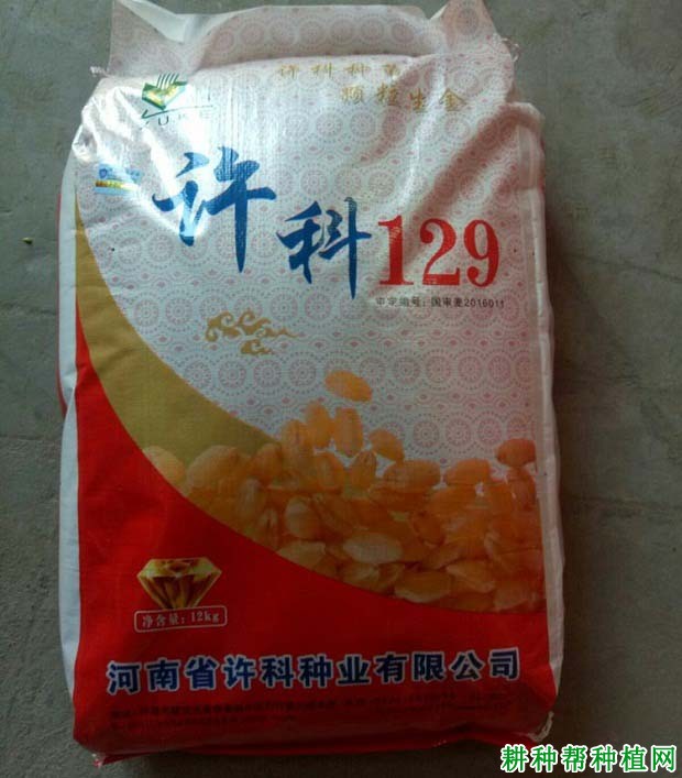 许科129小麦品种好不好? 许科129小麦品种好不好?