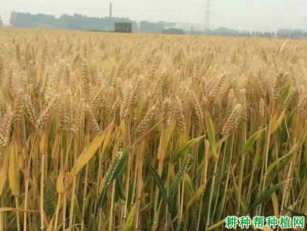 许科129小麦品种好不好? 许科129小麦品种好不好?