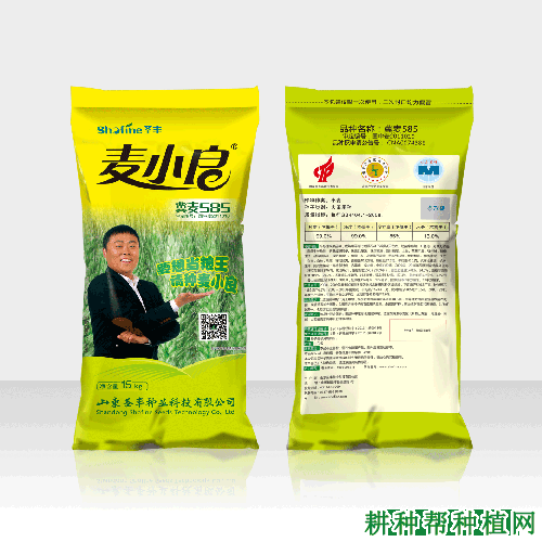 冀麦585半冬性小麦品种好不好? 冀麦585半冬性小麦品种好不好?