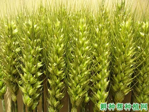 冀麦585半冬性小麦品种好不好? 冀麦585半冬性小麦品种好不好?