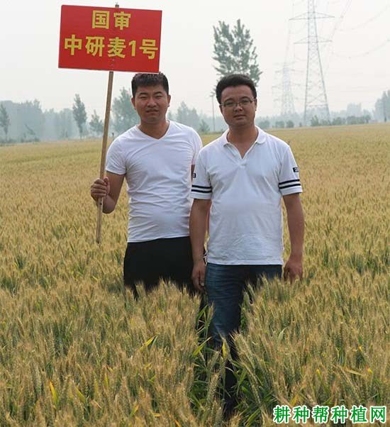 中研麦1号弱春性小麦品种好不好? 中研麦1号弱春性小麦品种好不好?