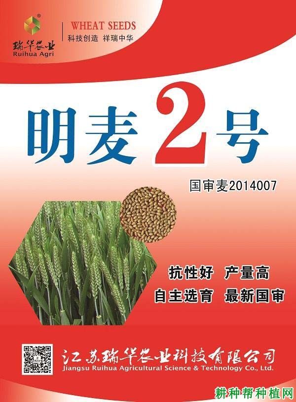 明麦2号弱春性小麦品种好不好? 明麦2号弱春性小麦品种好不好?