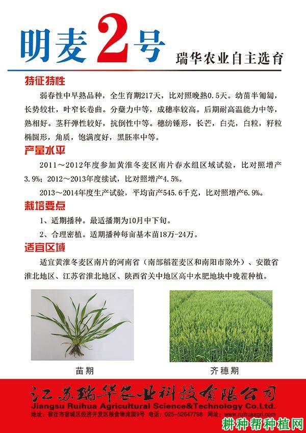 明麦2号弱春性小麦品种好不好? 明麦2号弱春性小麦品种好不好?
