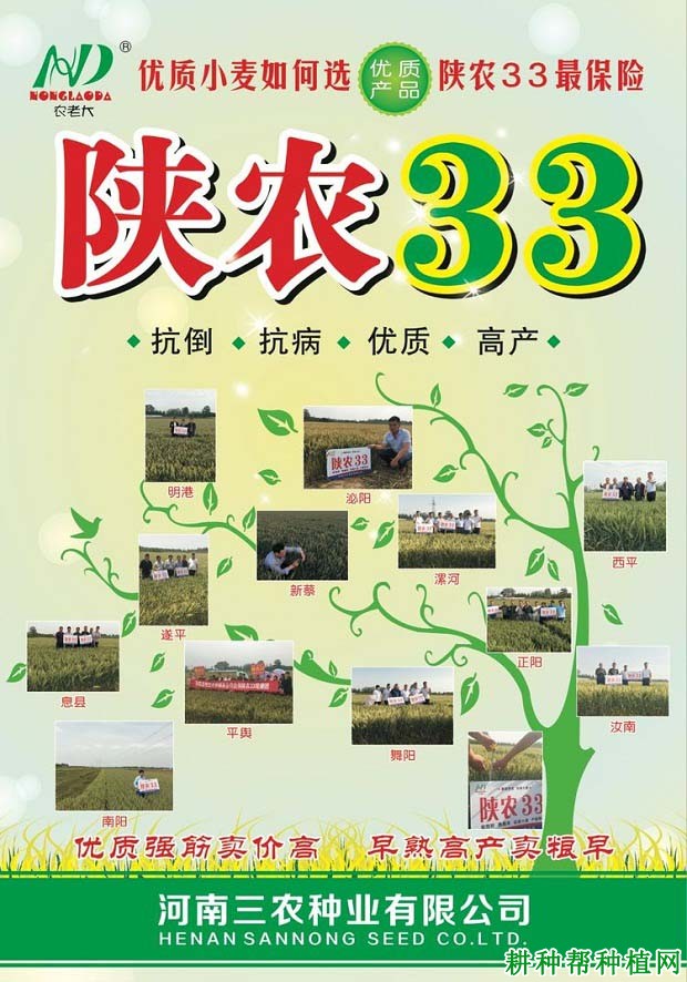 陕农33小麦品种好不好? 陕农33小麦品种好不好?