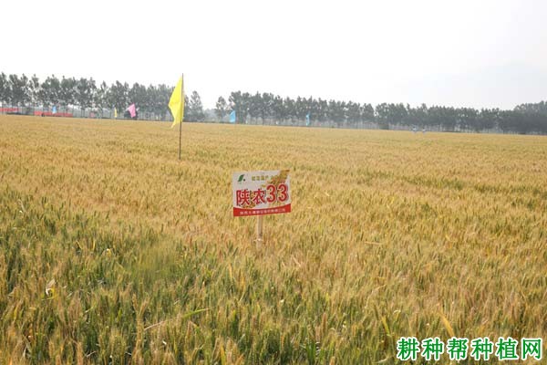 陕农33小麦品种好不好? 陕农33小麦品种好不好?