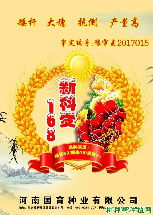 新科麦168小麦品种好不好? 新科麦168小麦品种好不好?
