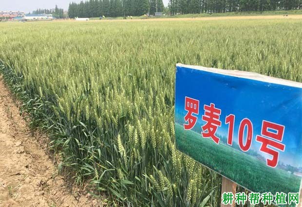 罗麦10号春性小麦品种好不好? 罗麦10号春性小麦品种好不好?