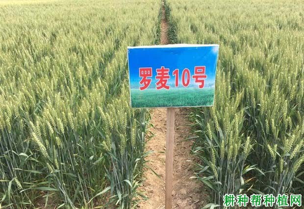 罗麦10号春性小麦品种好不好? 罗麦10号春性小麦品种好不好?