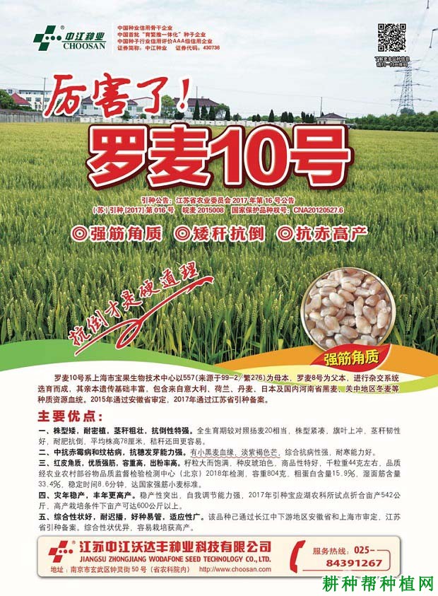 罗麦10号春性小麦品种好不好? 罗麦10号春性小麦品种好不好?