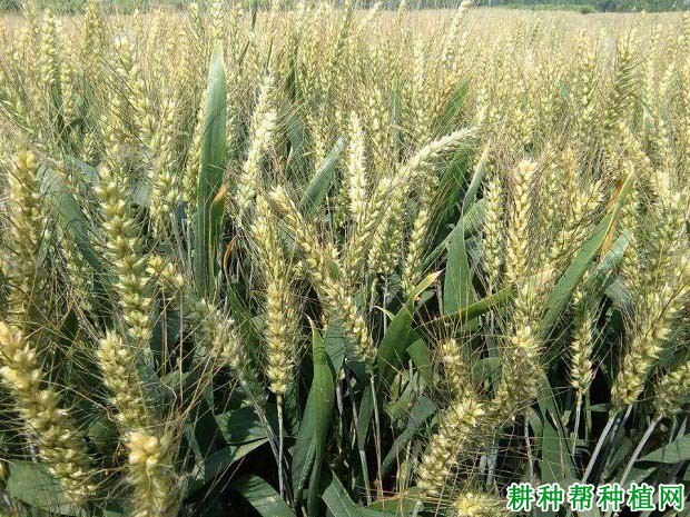 罗麦10号春性小麦品种好不好? 罗麦10号春性小麦品种好不好?