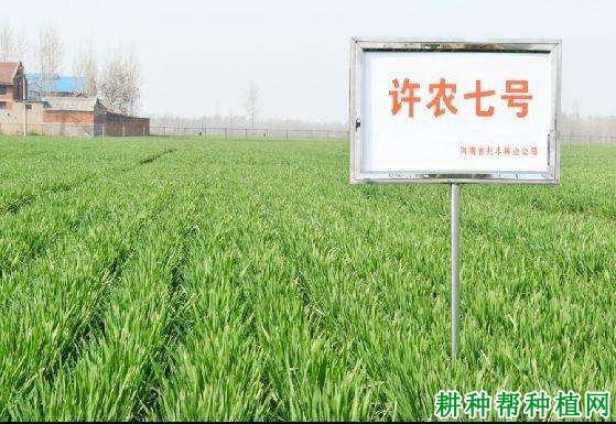 许农7号半冬性小麦品种好不好? 许农7号半冬性小麦品种好不好?