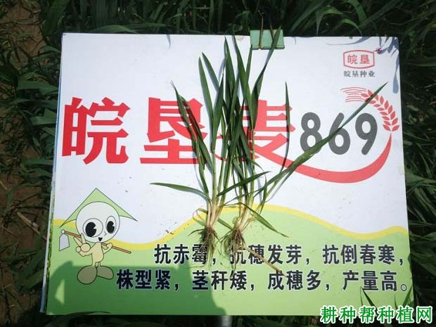 皖垦麦869小麦品种好不好? 皖垦麦869小麦品种好不好?