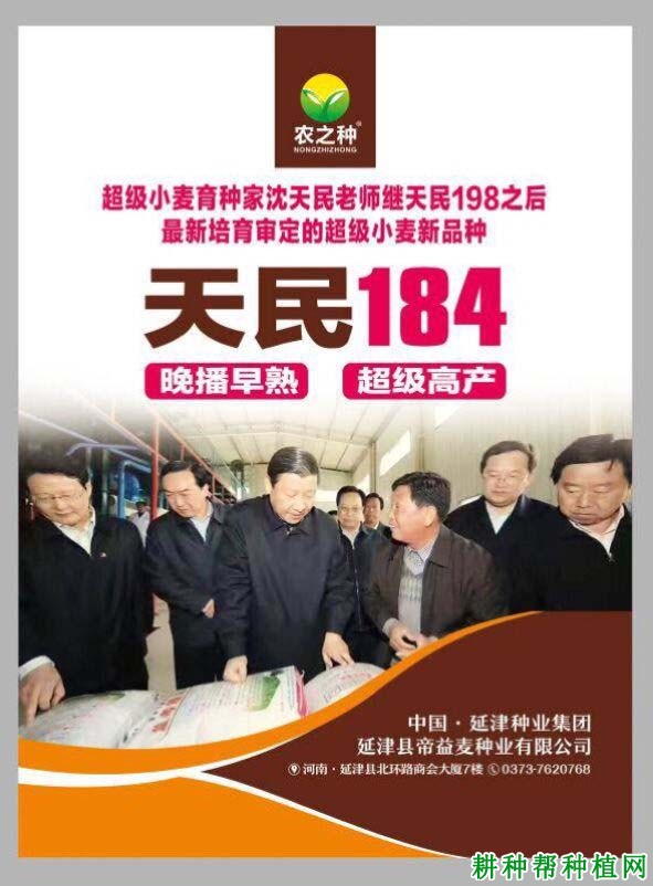 天民184小麦品种好不好? 天民184小麦品种好不好?