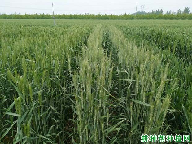 晋麦100号小麦品种好不好? 晋麦100号小麦品种好不好?