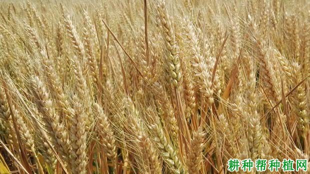 皖垦麦076春性小麦品种好不好? 皖垦麦076春性小麦品种好不好?