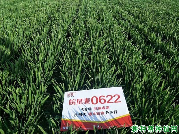 皖垦麦076春性小麦品种好不好? 皖垦麦076春性小麦品种好不好?