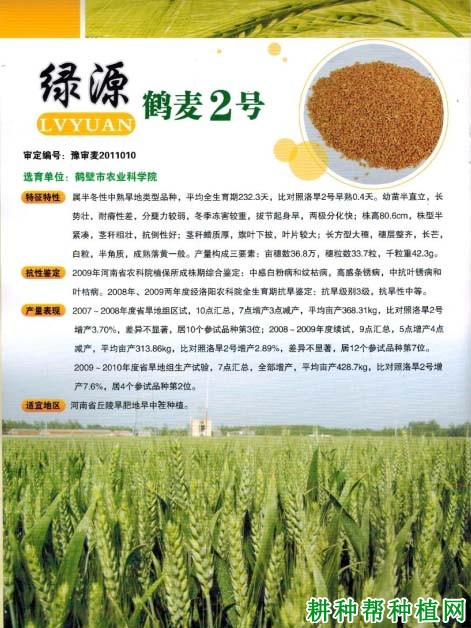 鹤麦2号半冬性小麦品种好不好? 鹤麦2号半冬性小麦品种好不好?