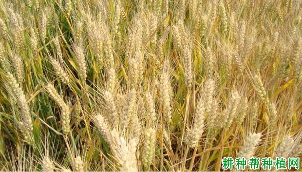 鲁原502半冬性小麦品种好不好? 鲁原502半冬性小麦品种好不好?