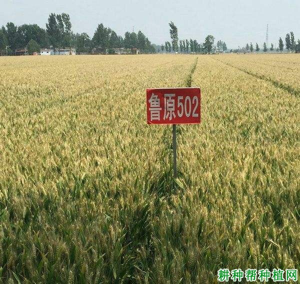 鲁原502半冬性小麦品种好不好? 鲁原502半冬性小麦品种好不好?