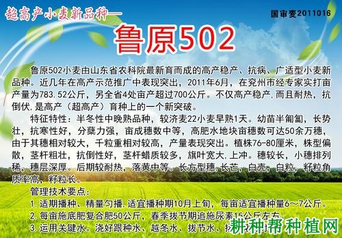鲁原502半冬性小麦品种好不好? 鲁原502半冬性小麦品种好不好?