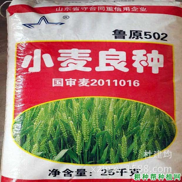 鲁原502半冬性小麦品种好不好? 鲁原502半冬性小麦品种好不好?