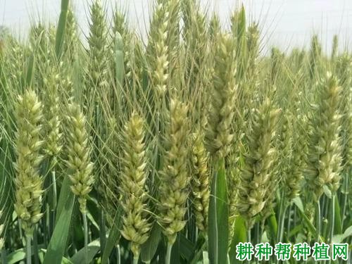 陕麦139半冬性小麦品种好不好? 陕麦139半冬性小麦品种好不好?