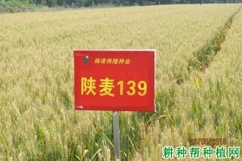 陕麦139半冬性小麦品种好不好? 陕麦139半冬性小麦品种好不好?