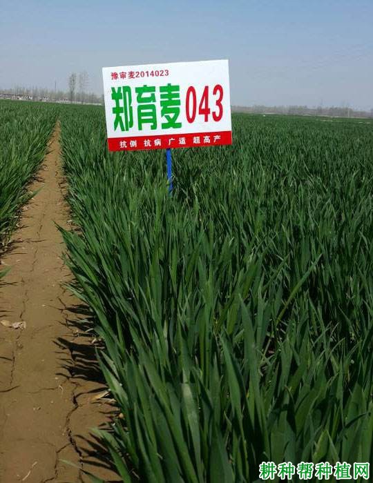 郑育麦043半冬性小麦品种好不好? 郑育麦043半冬性小麦品种好不好?