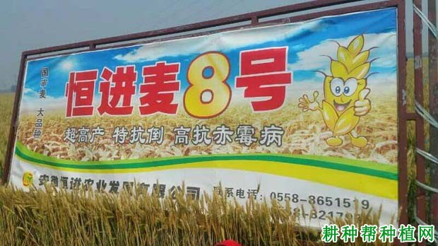 恒进麦8号小麦品种好不好? 恒进麦8号小麦品种好不好?