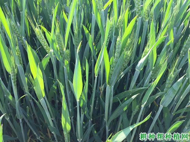 中信麦9号小麦品种好不好? 中信麦9号小麦品种好不好?