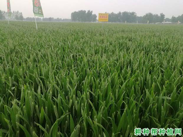 光泰68小麦品种好不好? 光泰68小麦品种好不好?