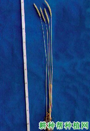 北麦10号春性小麦品种好不好? 北麦10号春性小麦品种好不好?