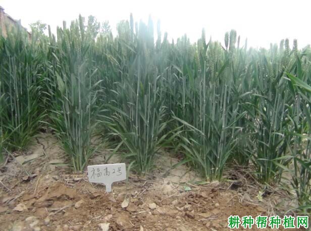 福高2号小麦品种好不好? 福高2号小麦品种好不好?
