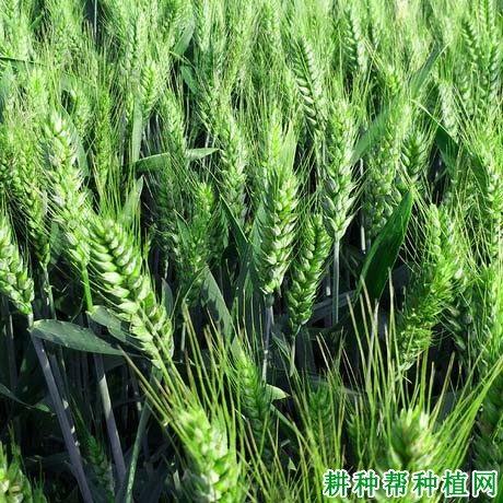 福高2号小麦品种好不好? 福高2号小麦品种好不好?