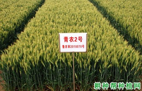 青农2号半冬性小麦品种好不好? 青农2号半冬性小麦品种好不好?