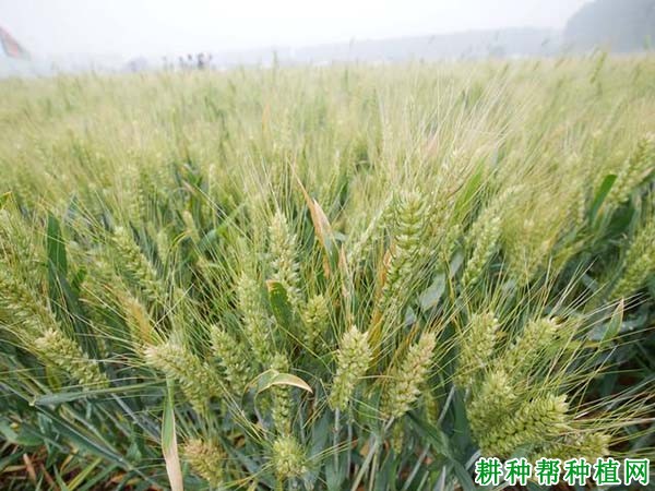 京麦9号小麦品种好不好? 京麦9号小麦品种好不好?