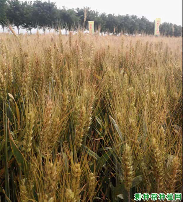 京麦9号小麦品种好不好? 京麦9号小麦品种好不好?