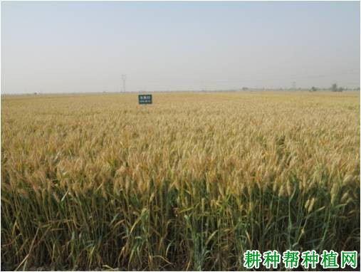 石麦22冬性小麦品种好不好? 石麦22冬性小麦品种好不好?