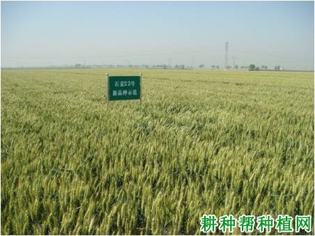 石麦22冬性小麦品种好不好? 石麦22冬性小麦品种好不好?