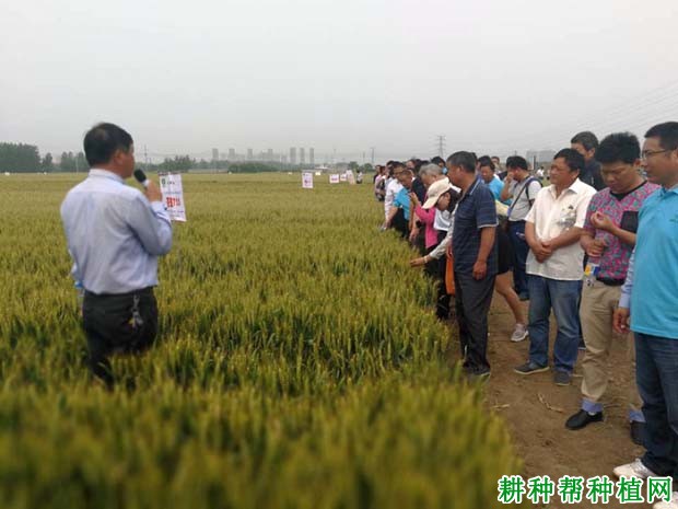 荃麦725小麦品种好不好? 荃麦725小麦品种好不好?