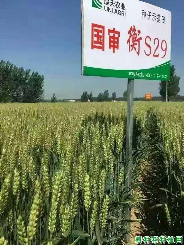 衡S29半冬性小麦品种好不好? 衡S29半冬性小麦品种好不好?