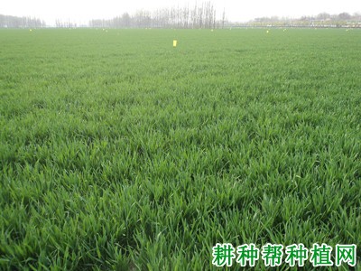 安科157小麦品种好不好? 安科157小麦品种好不好?